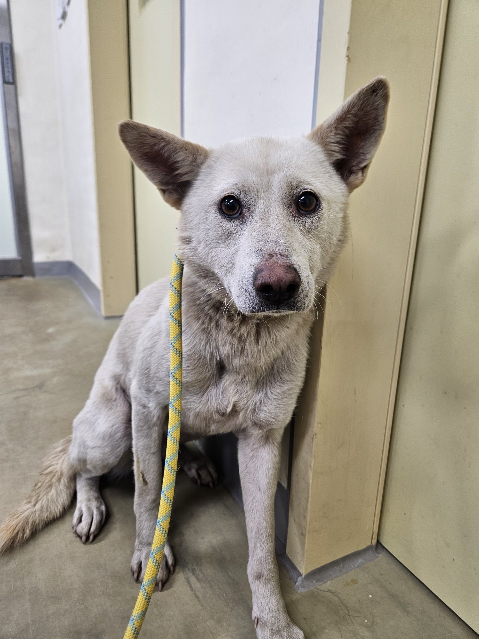 아산동물복지지원센터_444452202502087